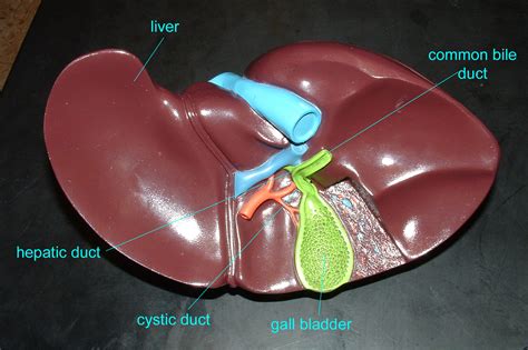 Bile helps to break down fats, preparing them for further digestion and absorption. Untitled Document bio.sunyorange.edu