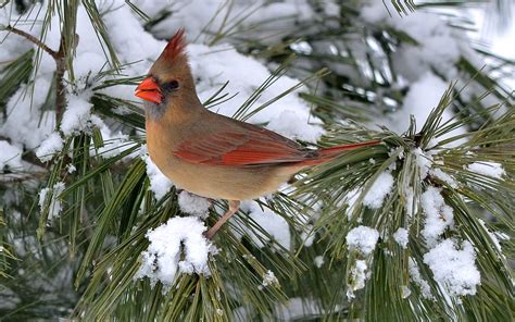 Female Northern Cardinal Birds And Blooms