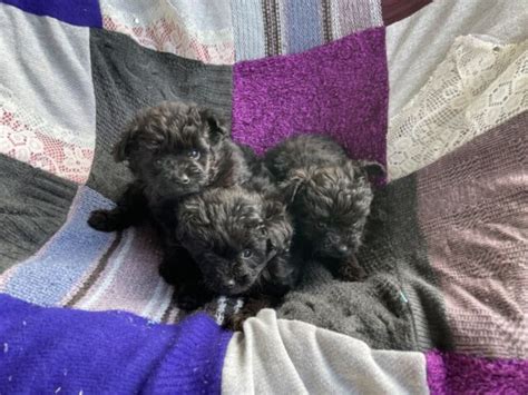 Three Black Male Pomapoo Pups Dogs And Puppies Gumtree Australia