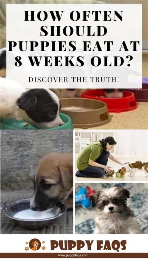 Young puppies are susceptible to disease and infection, so you'll need to keep a close eye on them. How Often Should Puppies Eat at 8 Weeks Old? Discover the ...