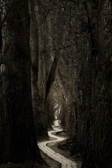 The Lonely Woods Path A1 Pictures