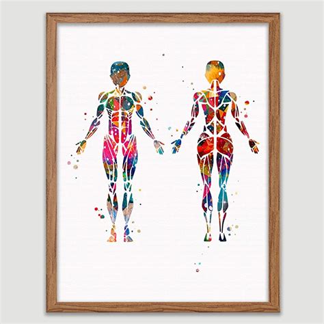 Female Muscular System Watercolor Poster Human Body Print