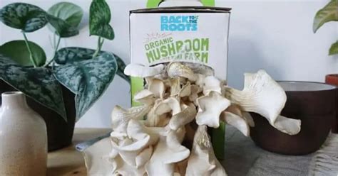 12 Best Mushroom Growing Kits To Grow Endless Mushrooms At Home