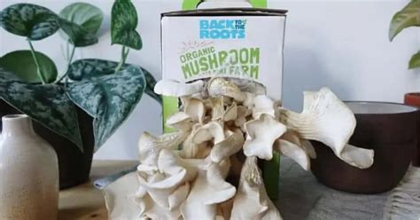 12 best mushroom growing kits to grow endless mushrooms at home