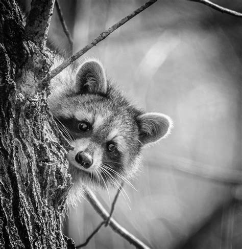 Raccoon Franklin Chalk Flickr