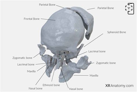 The Frontal Bone In Ar For Free