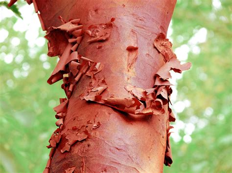 Peeling Red Bark 2 Free Stock Photo Public Domain Pictures