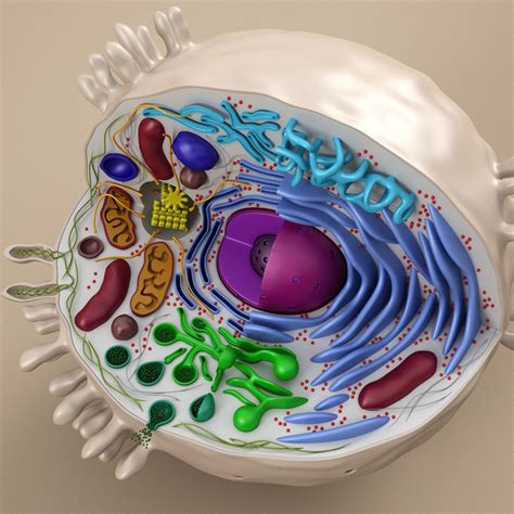Cell Animal 3d Model Maquetas De Celulas Celula Animal Maqueta