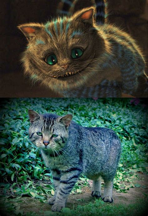 32 best cheshire cat images on Pinterest | Cheshire cat, Wonderland and