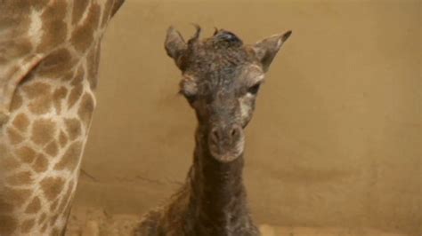 Watch A Baby Giraffe Is Born Cnn Video