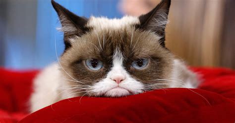 Grumpy Cat Has Made Over 100m In Just Two Years Nymag