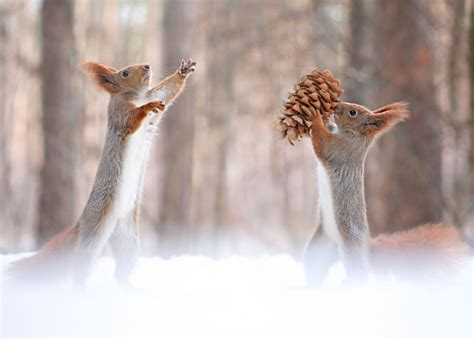 Cute Fighting Between Two Squirrels Over A Cone At Least It Seems