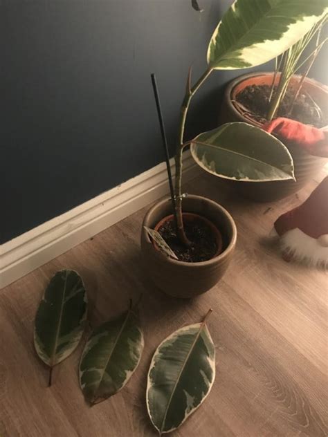 Why Is My Ficus Dropping Leaves With Solutions