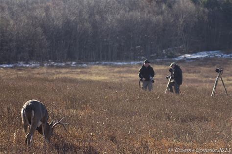 Country Captures Photographing Park Whitetails
