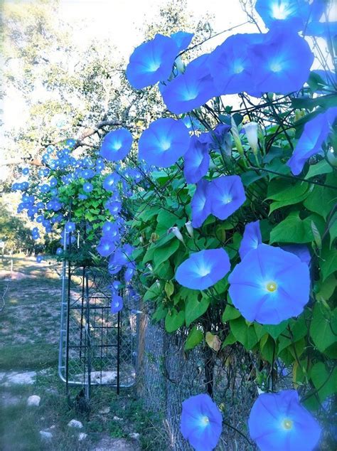 Gardening A Creative Journey — Morning Glories Via Tumbleon Blue