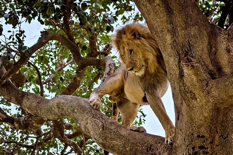 Lion Conservation Strategies Start With Good Counts African