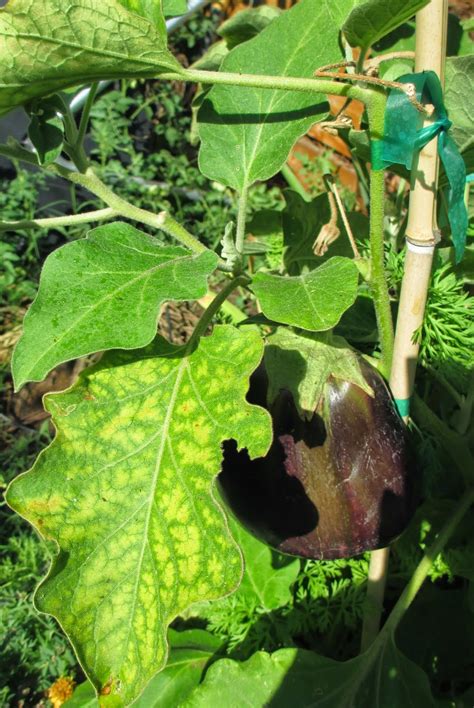 It has long been used in agriculture and gardening, and also has applications in other fields, such as the medical arena, brewing and food preparation. Andie's Way: Epsom Salts to the Rescue - Treating ...