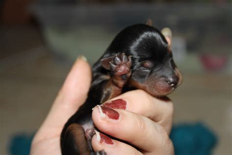 Newborn Puppy Chocolatinis Trip Through Motherhood