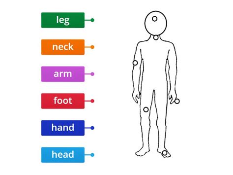 Parts Of The Body Labelled Diagram