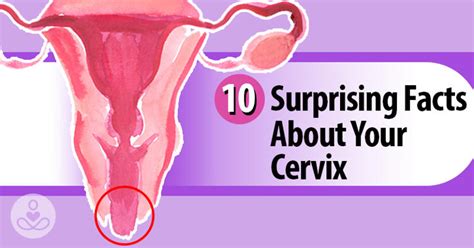 10 facts about the cervix every woman should know