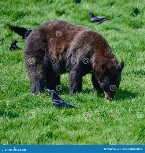 American Black Bear Ursus Americanus In Forest Clearing Landscape