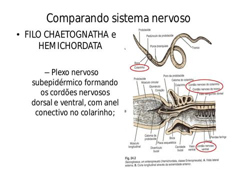 Morfofisiologia Sistema Nervoso