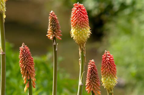 20 Tall Flowers That Make A Strong Impact