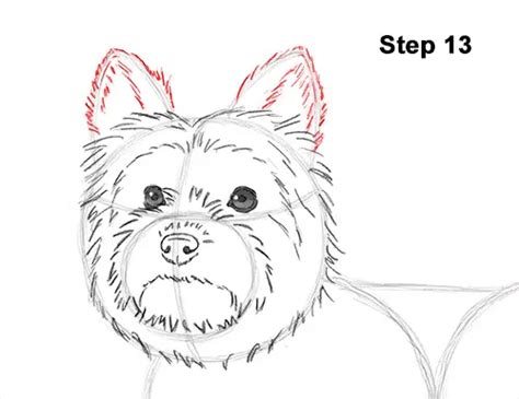 How To Draw A Yorkshire Terrier Dog
