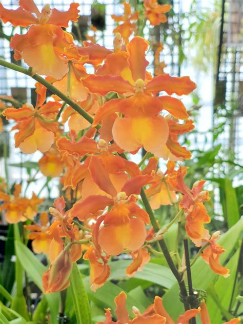 Orchid Odontocidium Catatante Pacific Sunspots Live Etsy