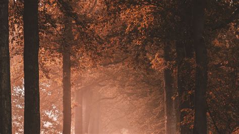 Download 1920x1080 Fall Scenery Path Road Foggy Autumn Trees