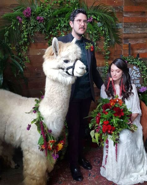 There are things you can do to protect. You Can Rent Llamas For Your Wedding (19 pics)