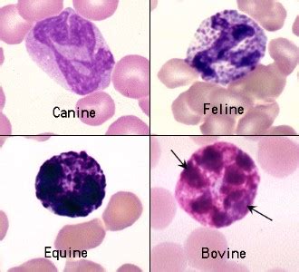 Maybe you would like to learn more about one of these? Basophils of different species | eClinpath
