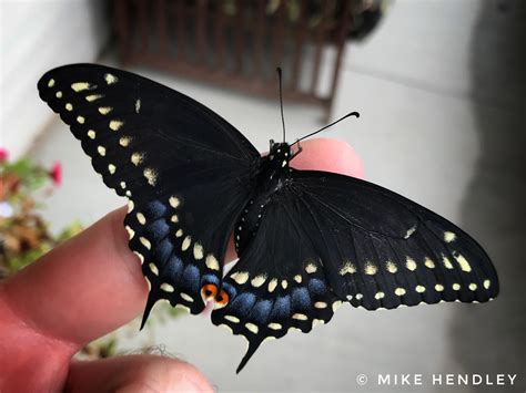 Eastern Black Swallowtail Butterfly Emerges Mike Hendley Fine Art