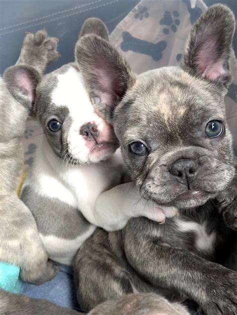69 Blue French Bulldog Blue Eyes Picture Bleumoonproductions