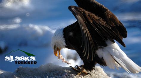 Alaska Bald Eagles Are Common In Southeast Alaska