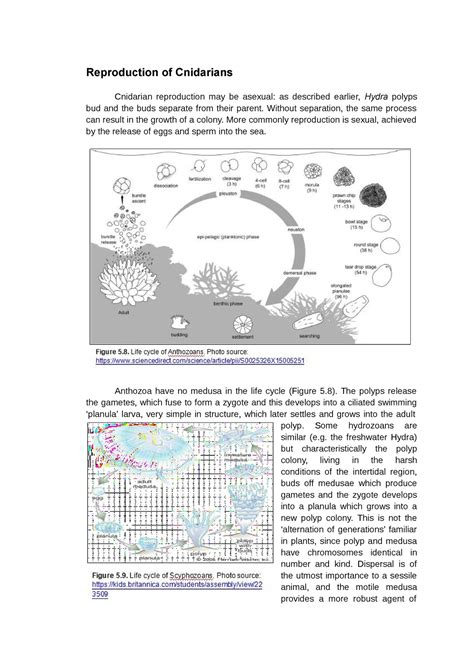 Reproduction Of Cnidarians Reproduction Of Cnidarians Cnidarian