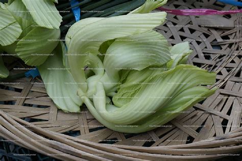 Gōng xǐ! can be translated as good wishes! 芥菜 - 農業知識入口網