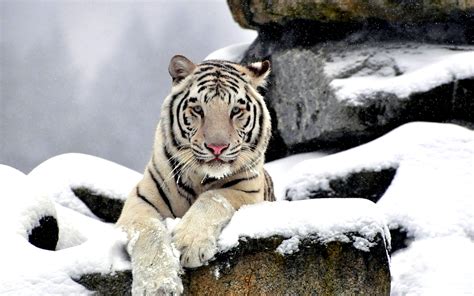 1920x1080 1920x1080 White Tiger Wallpaper For Computer