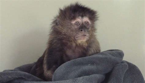 Sad Faced Monkey Rescued By Sanctuary After Years Of Abuse The Dodo