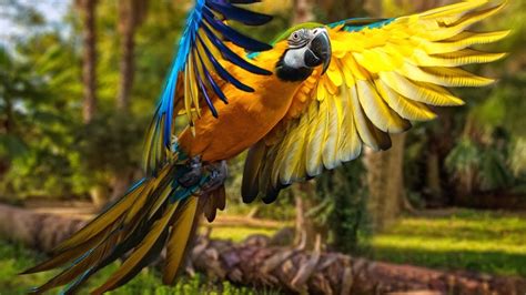 Top 10 Most Beautiful Parrots In The World 2020soundlifespan Youtube