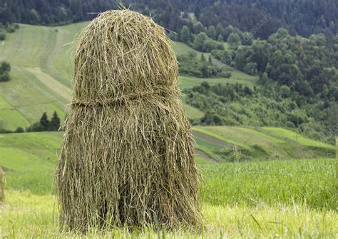 Hay Stack Stock Image E7680453 Science Photo Library