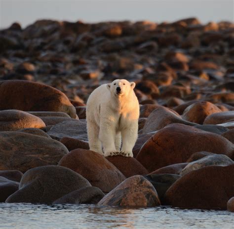 Polar Bear Canada Travel Off Path