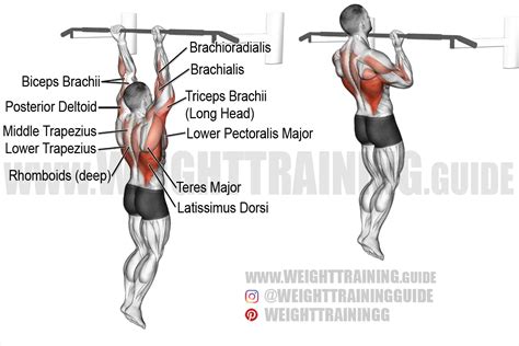 Chin Up Exercise Instructions And Video Weighttraining Guide