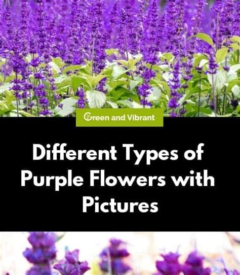 Eden Garvin Purple Annual Flowers Names And Pictures Top 55