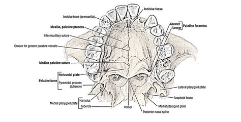 Palatine Bone Anatomy