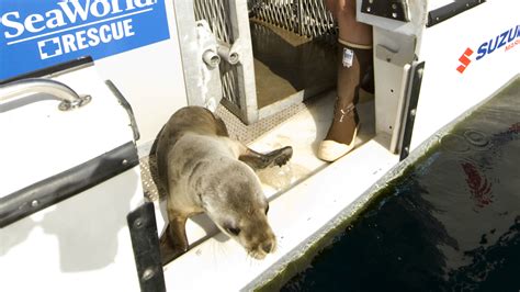 Seaworld Returns Seal Dozen Sea Lions To Sea Times Of San Diego