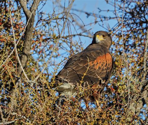 Harriss Hawk Audubon Field Guide