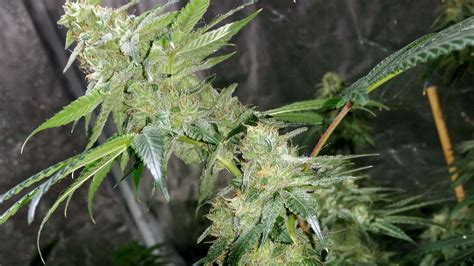 If there's one mistake that most hobbyist weed growers make is thinking that cooling the grow tent is enough to make it ok to hang the led light closer to the plants. Which LED Grow Lights Are Best for Growing Cannabis ...