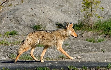 Protecting Your Pet From Urban Coyotes Face Foundation