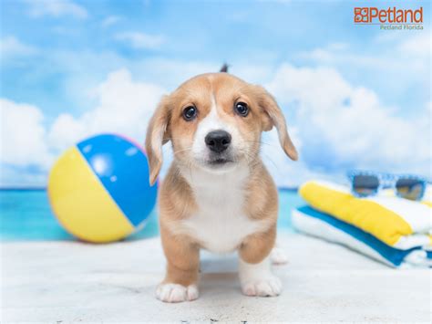 Petland Puppies For Sale Texas : Miniature Dachshund Puppies For Sale ...